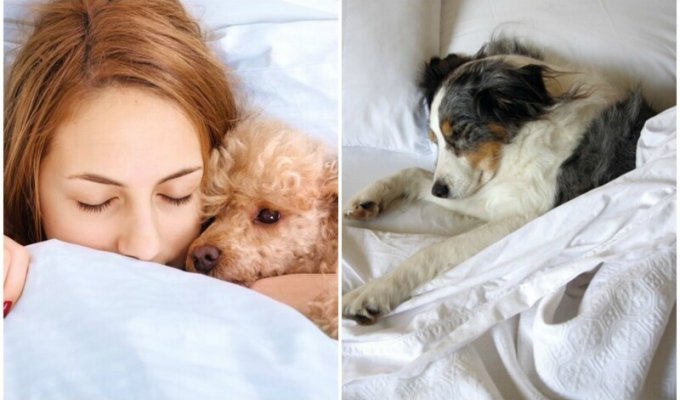 Ученые выяснили: сон с собакой полезен для человека (5 фото)