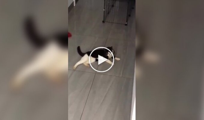 How cats' sounds change when they see a person