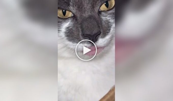 The lips of a cat with allergies