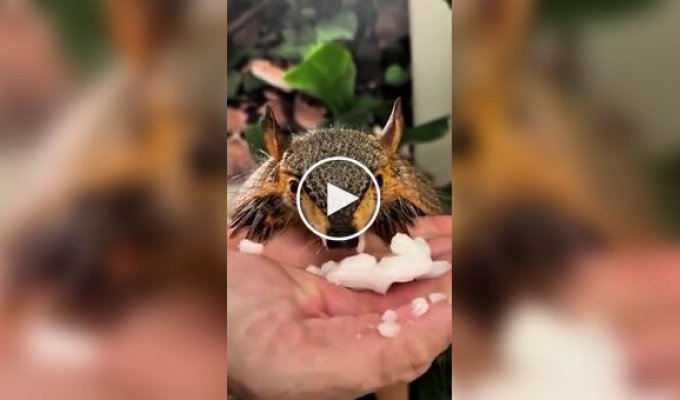 Из жизни броненосцев