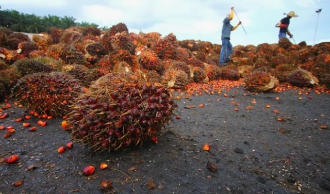 Як пальмова олія стала причиною шаленої навали крокодилів (6 фото)