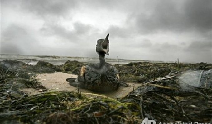 Последствия шторма в Керченском проливе (8 фото)
