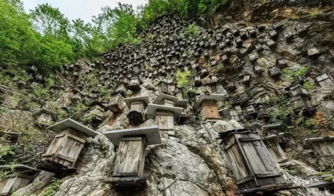 A Unique Wall of Beehives—China's Only Wild Bee Sanctuary (5 photos)