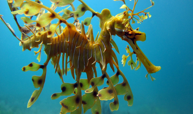 Лиственный морской дракон: самый чудной морской конёк (6 фото)