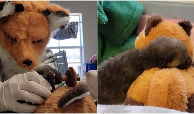 Rescuers came up with an unusual way to feed a baby fox (6 photos + 1 video)