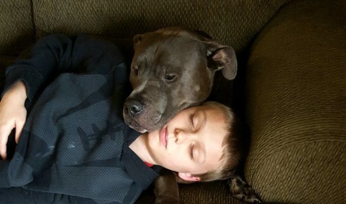 The dog woke up his owners in the middle of the night to save them (6 photos)