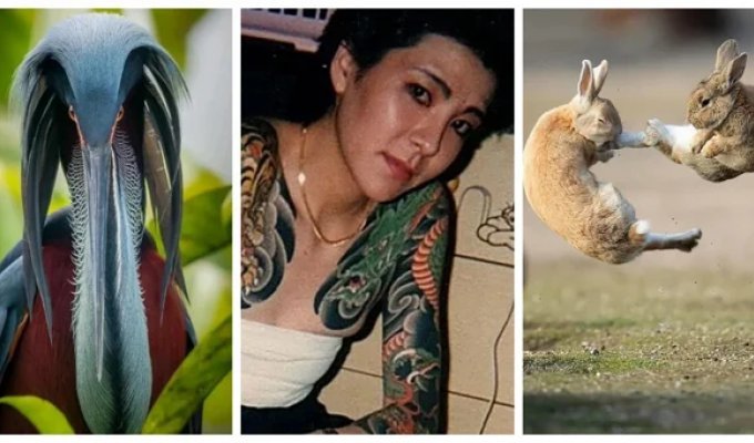 10 incredible stories that are hard to believe at first (11 photos)