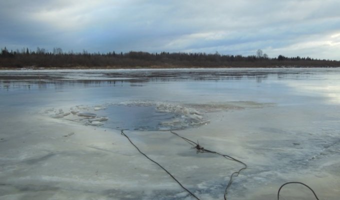 Охотник вытащил из Дуная ледяной куб с лисой (5 фото)