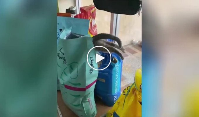 Кот залез в пачку с кормом