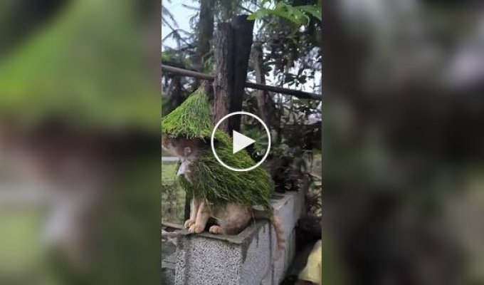 Лесной друид