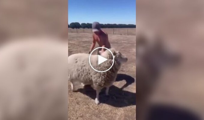 Man learns the hard way why you shouldn't try to ride a sheep