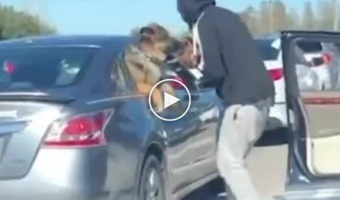 In the US, a man got out of his car to show his puppy to a dog from a nearby car.