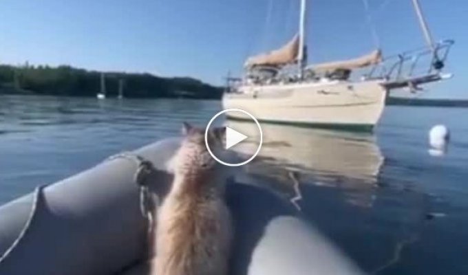 Стій, Роджере, не треба!: нетерплячий кіт, якому дуже хотілося потрапити на яхту