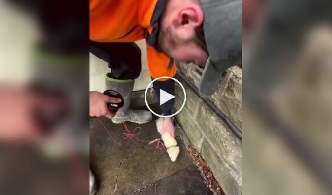 Любимое животное электриков