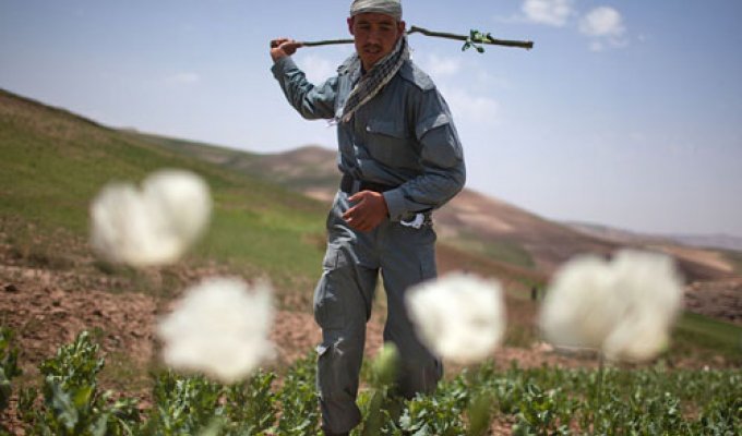 Уничтожение маковых полей в Афганистане или (45 фото)