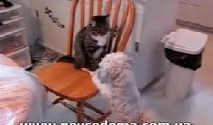 Кот против собаки