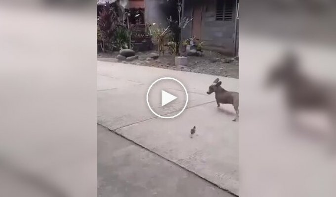 Brave little chick against a dog