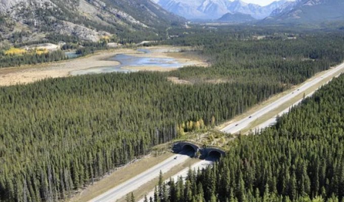 Pedestrian Bridges for Animals (13 photos)