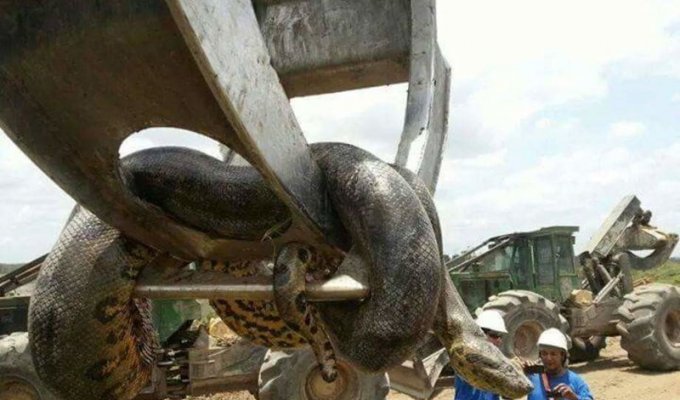 В Бразилии обнаружили гигантскую анаконду, вес которой почти 400 килограммов (2 фото + 1 видео)