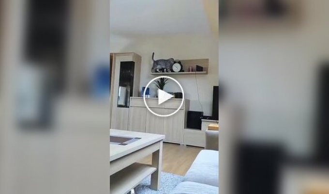 Коты - разрушители