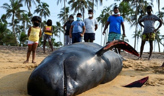 На Шри-Ланке спасли 120 черных дельфинов, выбросившихся на берег (7 фото)