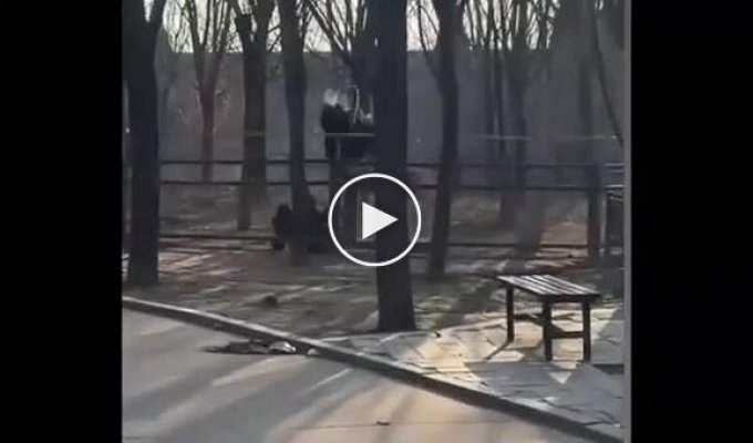 В Китае страус напал на смотрителя зоопарка