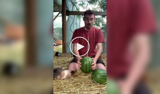 Словно пушистые пираньи: Арбузный пир для морских свинок