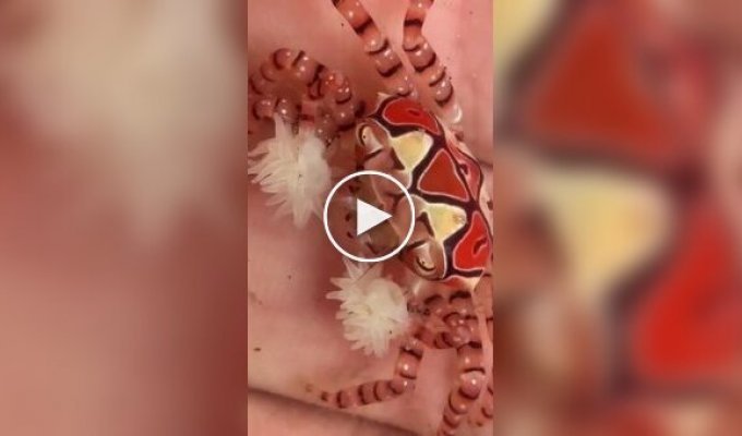 Краб-боксер с живыми помпонами