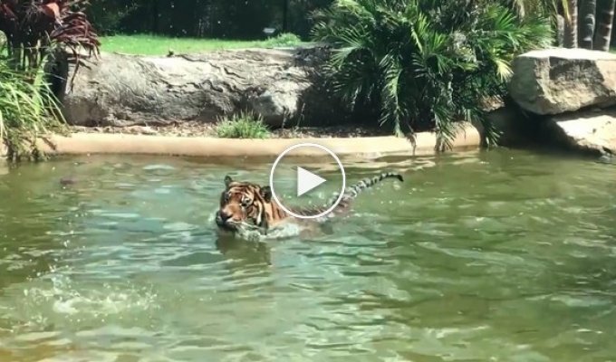 Бесстрашная утка троллит тигра, купающегося в пруду