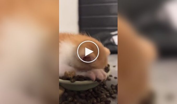 Котенок с головой погрузился в миску с кормом