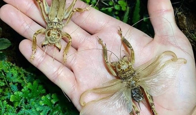 Predatory dune crickets (8 photos)