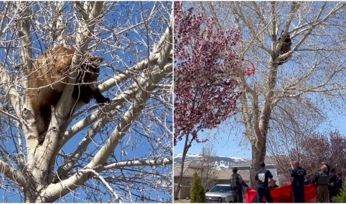 The bear decided to climb a tree, but regretted it very much (5 photos + 1 video)