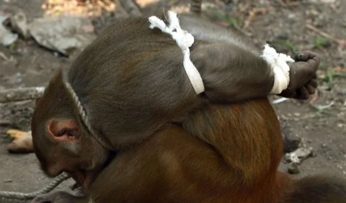 Украл, укусил - под арест: как устроена обезьянья тюрьма (7 фото)