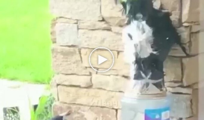 Реакция птиц на самодельную фигурку совы, которая должна была их напугать