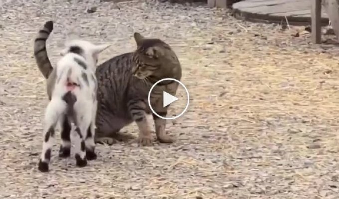 A Kid Started to Butt a Cat, Who Thought He Was Being Petted