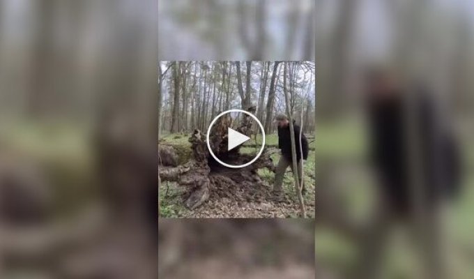 Парень обустроил жилище в упавшем дереве