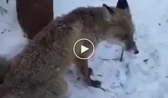 В Киеве, в лесопарке Виноградарь, нашли несчастное животное