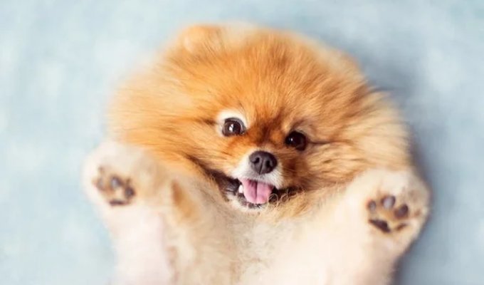 Cuteness of the Day — 30 Photos of Puppies That Will Make Your Day Happier (31 photos)