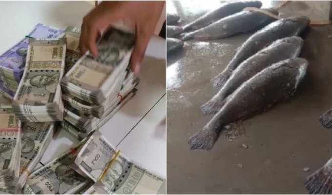 Индийский рыбак сорвал настоящий рыбный джекпот (3 фото)