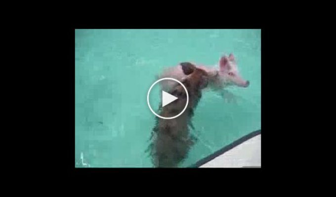 Местные свинки плавают в воде