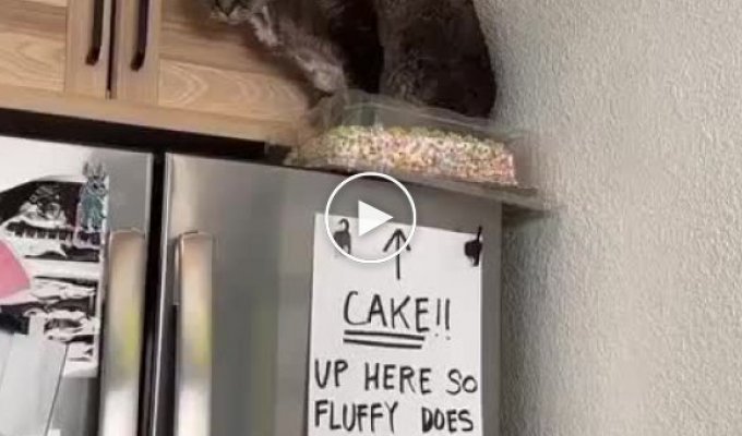 The owner hid the cake on the refrigerator so that the cat would not sit on it