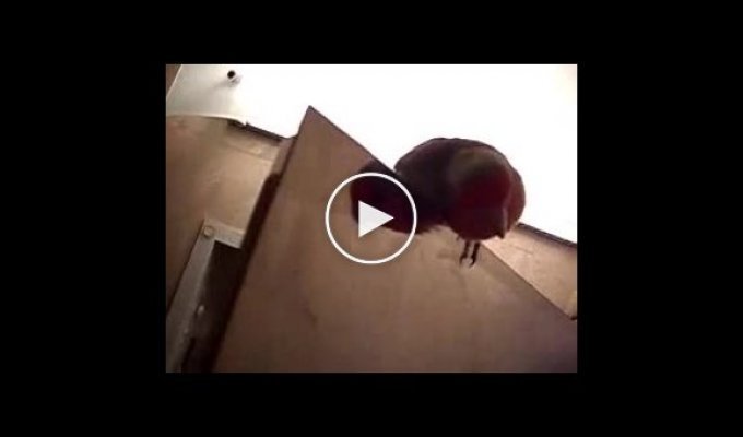 Правильный домик для попугая
