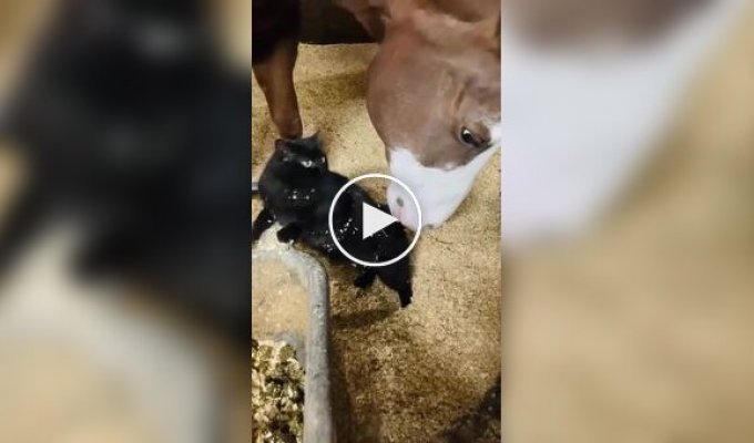 Лошадь делает массаж коту