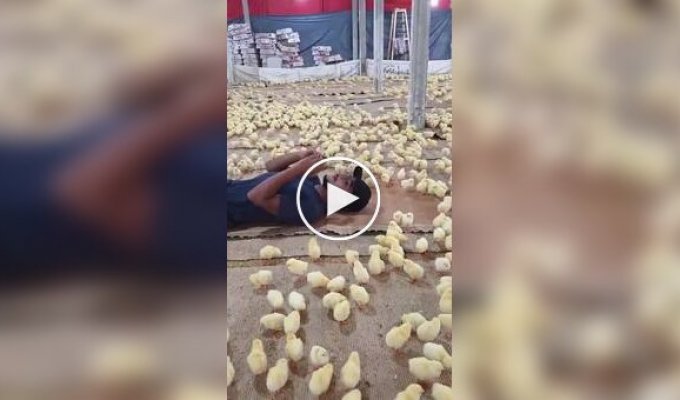 How to gather an army of chickens around you