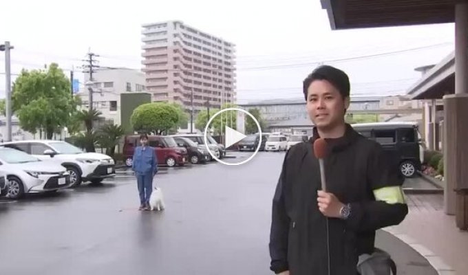 У Японії померанський шпіц почав служити в поліції