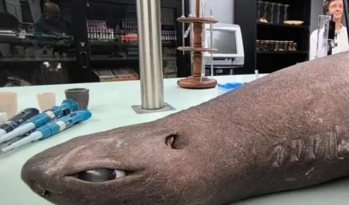 Аниме-акулу обнаружили в Испании — у неё огромные глаза (4 фото)