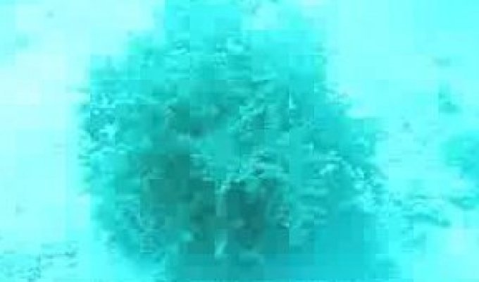 Удивительное подводное растение