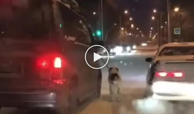 Житель Благовещенска привязал хромую собаку к машине