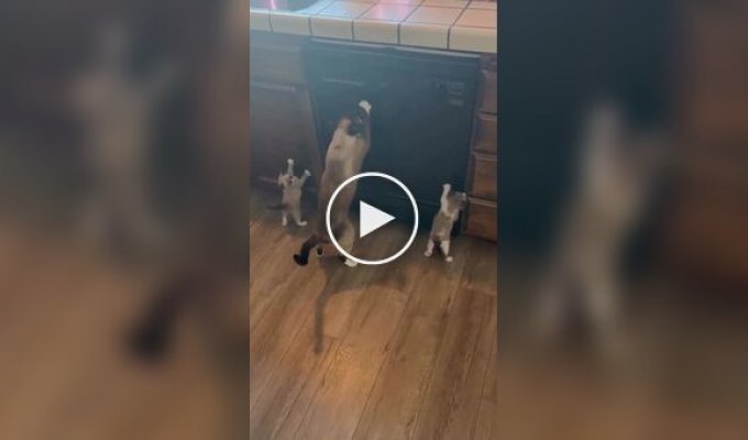 Кошка учит котят точить когти