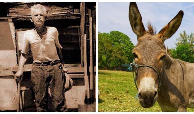 Willy donkey - a mole by vocation, who spent half his life trying to go nowhere (9 photos)